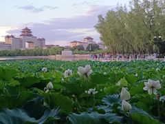 -莲花池公园