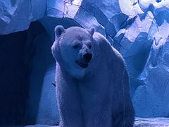 -上海海昌海洋公园