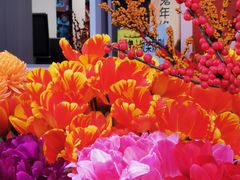 -溪岸路花鸟市场