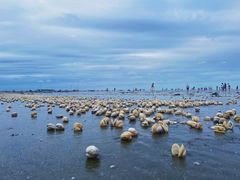 -启东黄金海滩景区