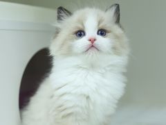 -lincat·猫舍(广州店)