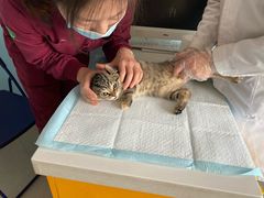 -瑞派福兴宠物医院犬猫全科·骨科·中西医结合(河东店)