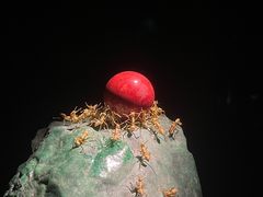 -深圳珠宝博物馆