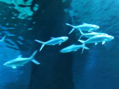 -北戴河圣蓝海洋公园