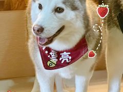 -Husky Go! 哈士奇体验馆·宠物咖啡厅狗咖