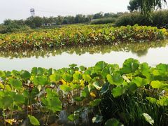 -白洋淀景区