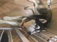 春杏-Husky Go! 哈士奇体验馆·宠物咖啡厅狗咖