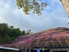 -深圳仙湖植物园