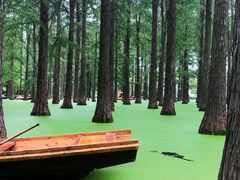-渌洋湖湿地公园