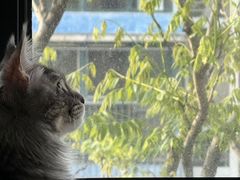 -欣宠猫屋·矮脚拿破仑·蓝金金渐层