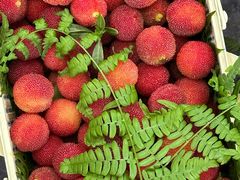 -合肥滨湖国家森林公园