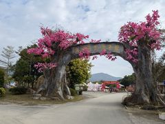 -天适樱花悠乐园