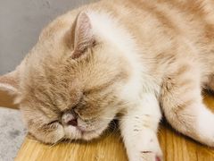 -飞行喵MR PILOT|猫舍·猫咖(静安大融城店)