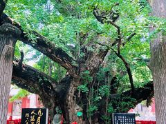 -浮来山风景区