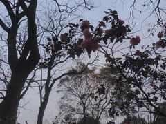 -南山植物园