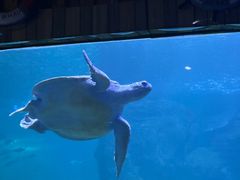 -左海海底世界
