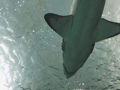 -瑞普利水族馆