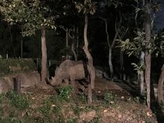 -清迈夜间动物园