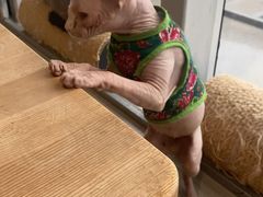 -藏猫猫咖啡主题馆(中央大道店)