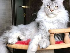 -十年猫舍·猫咪专门店(普陀店)