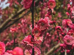 -梅花山(明孝陵内)
