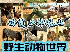 -西霞口神雕山野生动物世界