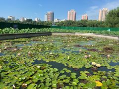 -莲花池公园