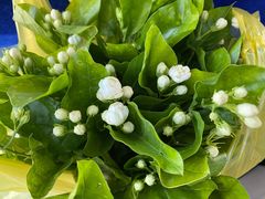 -双季花艺园艺市场(浦东店)