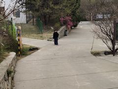-北京鹫峰国家森林公园