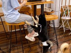 -豆柴町-柴犬主题狗咖(红鼎国际C座店)