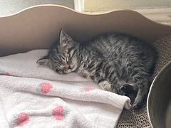 -贝康宠物医院·犬猫全科·小动物特色诊疗中心(东环路店)