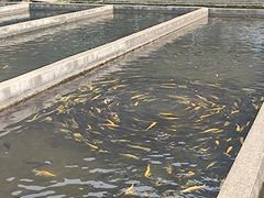 -青龙潭鱼庄