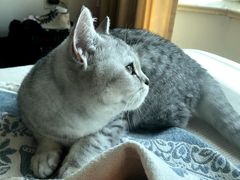 -圣宠宠物(平吉花卉市场店)