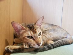 -CAT’S MEWSTAR CAFE·喵星球猫屋(晴湾咖啡店)
