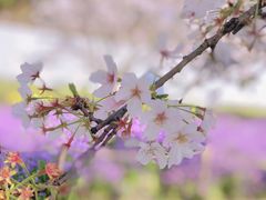 -苏州上方山国家森林公园