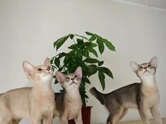 -猫十亿·布偶金渐层·曼基康矮脚猫舍(青年路店)