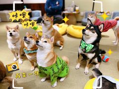 -逗柴咖啡屋·狗咖猫咖宠物桌游