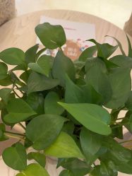 -北京俪婴妇产医院(朝阳大悦城店)