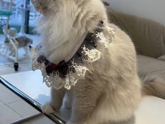 -怪兽屋·羊驼·猫咖·狗咖(俊华广场店)