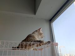 -Cappucimeow猫咪咖啡馆(韦伯时代店)