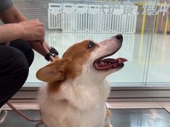 -帕帕拉兹宠物(亚洲旗舰店)