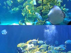 -华夏文旅海洋公园