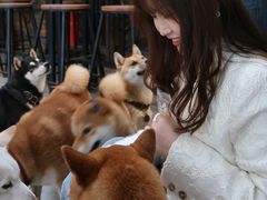 -柴犬高等学院·狗咖·柴犬售卖·宠物训练