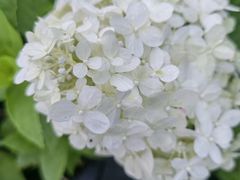 -武陵山森林公园