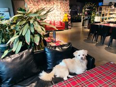 -百好乐宠物友好餐厅(朝外大街店)