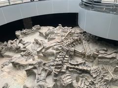 -自贡恐龙博物馆