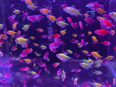 -山东柏宁水族批发广场