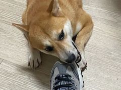 -柴犬高等学院·狗咖·柴犬售卖·宠物训练