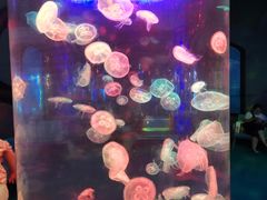 -泉城欧乐堡海洋极地世界