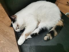 -猫色咖啡·猫咖
